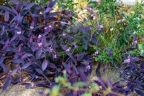 Ibaritakis Loukoum Garden Oct20 13 7577