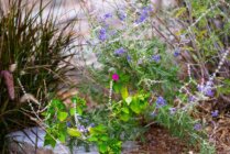 Ibaritakis Loukoum Garden Oct20 14 7440