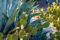 Ibaritakis Loukoum Garden Oct20 19 7454