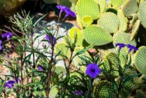 Ibaritakis Loukoum Garden Oct20 20 7583