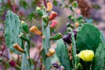 Ibaritakis Loukoum Garden Oct20 21 7436