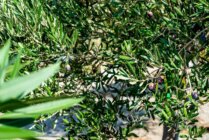 Ibaritakis Loukoum Garden Oct20 22 7457