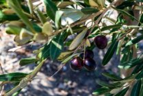 Ibaritakis Loukoum Garden Oct20 23 7620