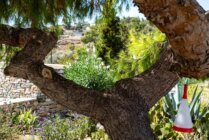 Ibaritakis Loukoum Garden Oct20 24 7630