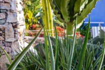 Ibaritakis Loukoum Garden Oct20 4 7491