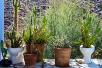 Ibaritakis Loukoum Garden Oct20 5 7545